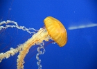 Aquarium (5)  Jellyfish